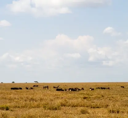 2 Days Safari