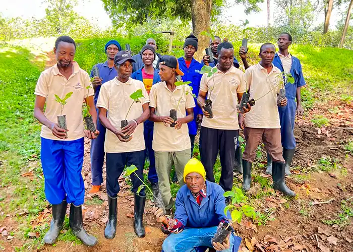 Trees planted around Kilimanjaro
