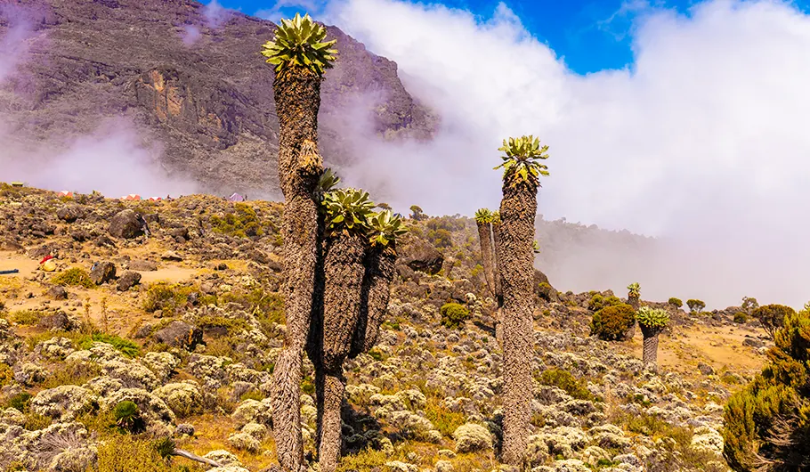 Kilimanjaro Guide