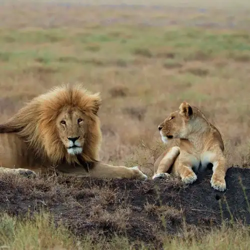Ngorongoro Crater