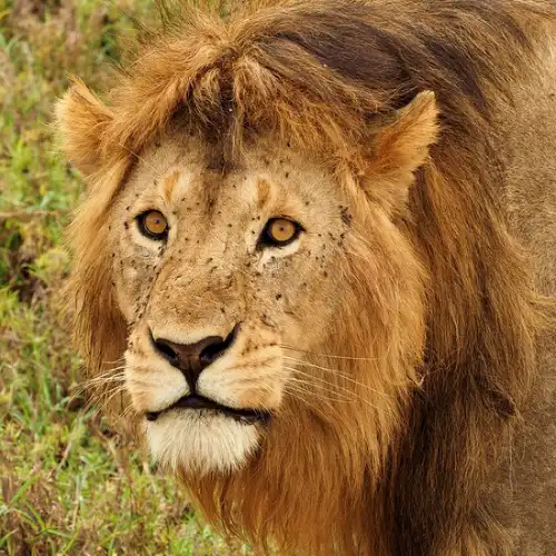 Ngorongoro Crater