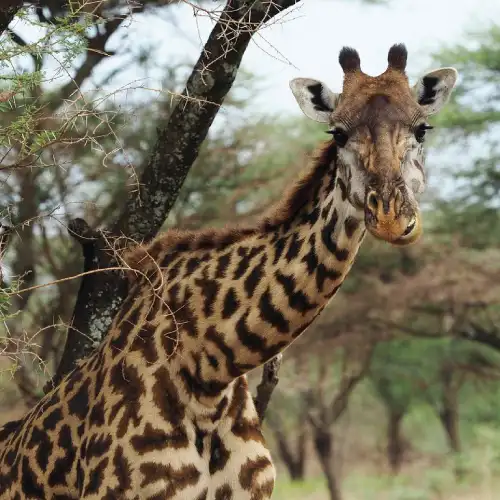 Ngorongoro Crater