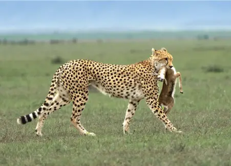 Tanzania Safari