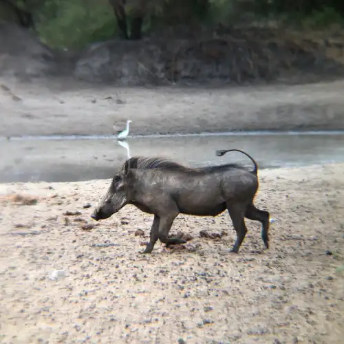 Tanzania Safari