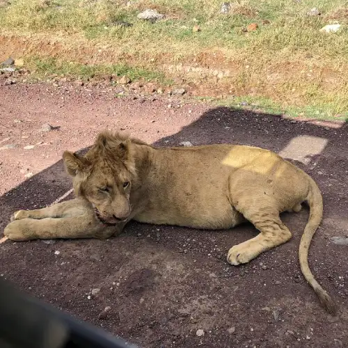 Tanzania Safari