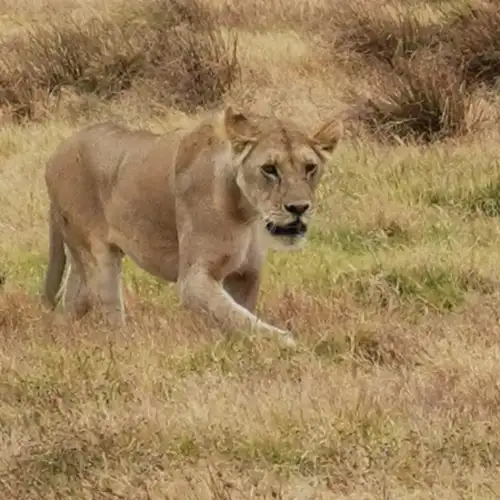 Tanzania Safari