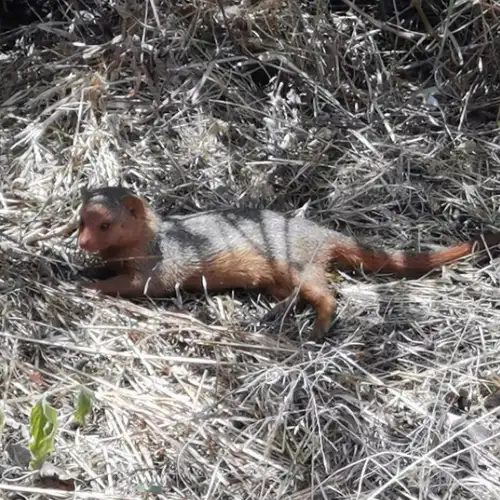 Tanzania Safari