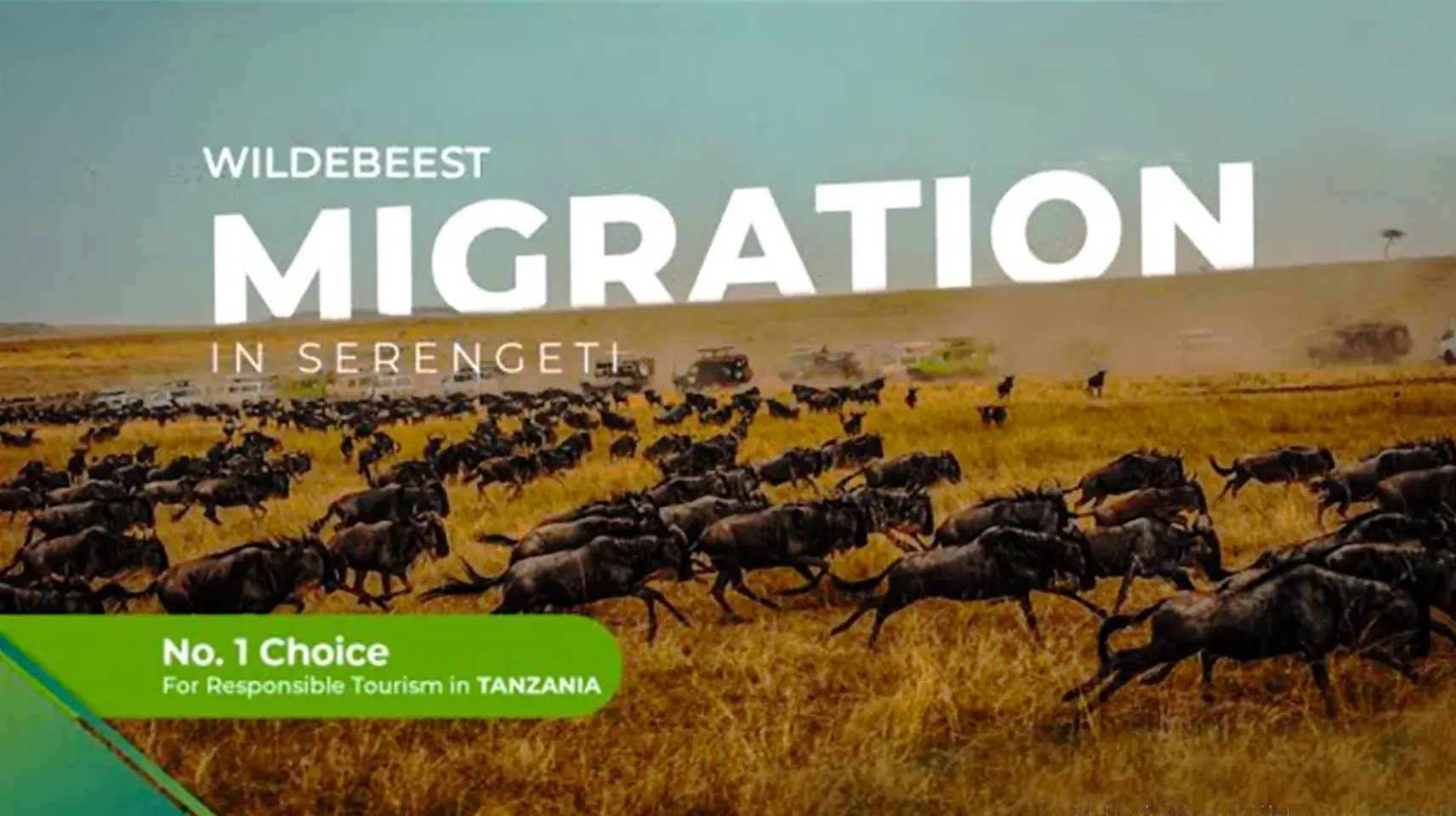 Serengeti Wildebeest Migration
